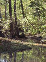Teich in Meuchefitz
